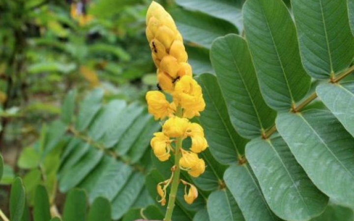 Cassia Alata 8